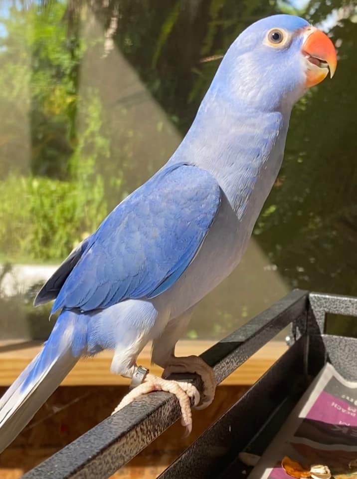newest blue bird
