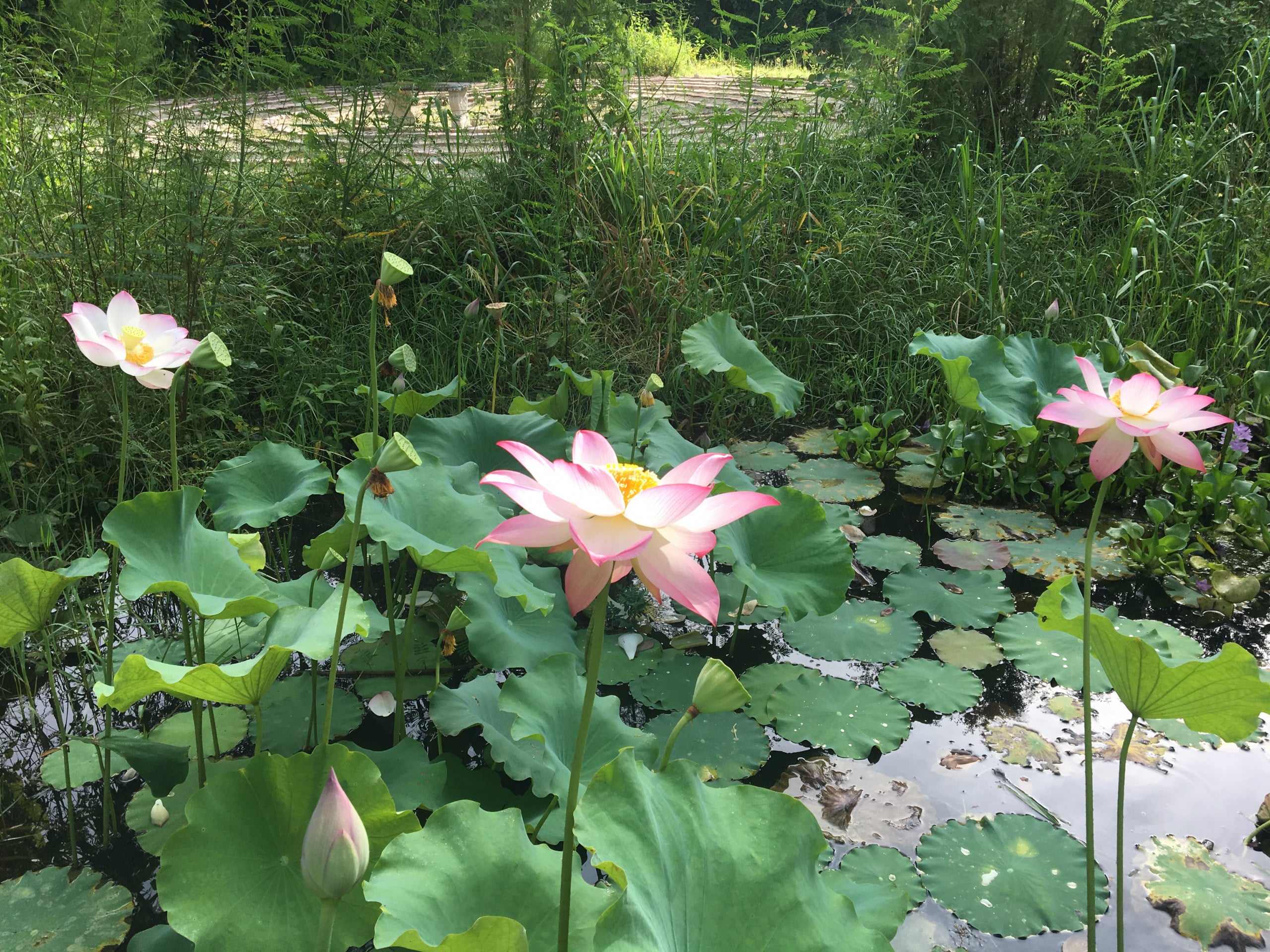 Lotus Meditation Field