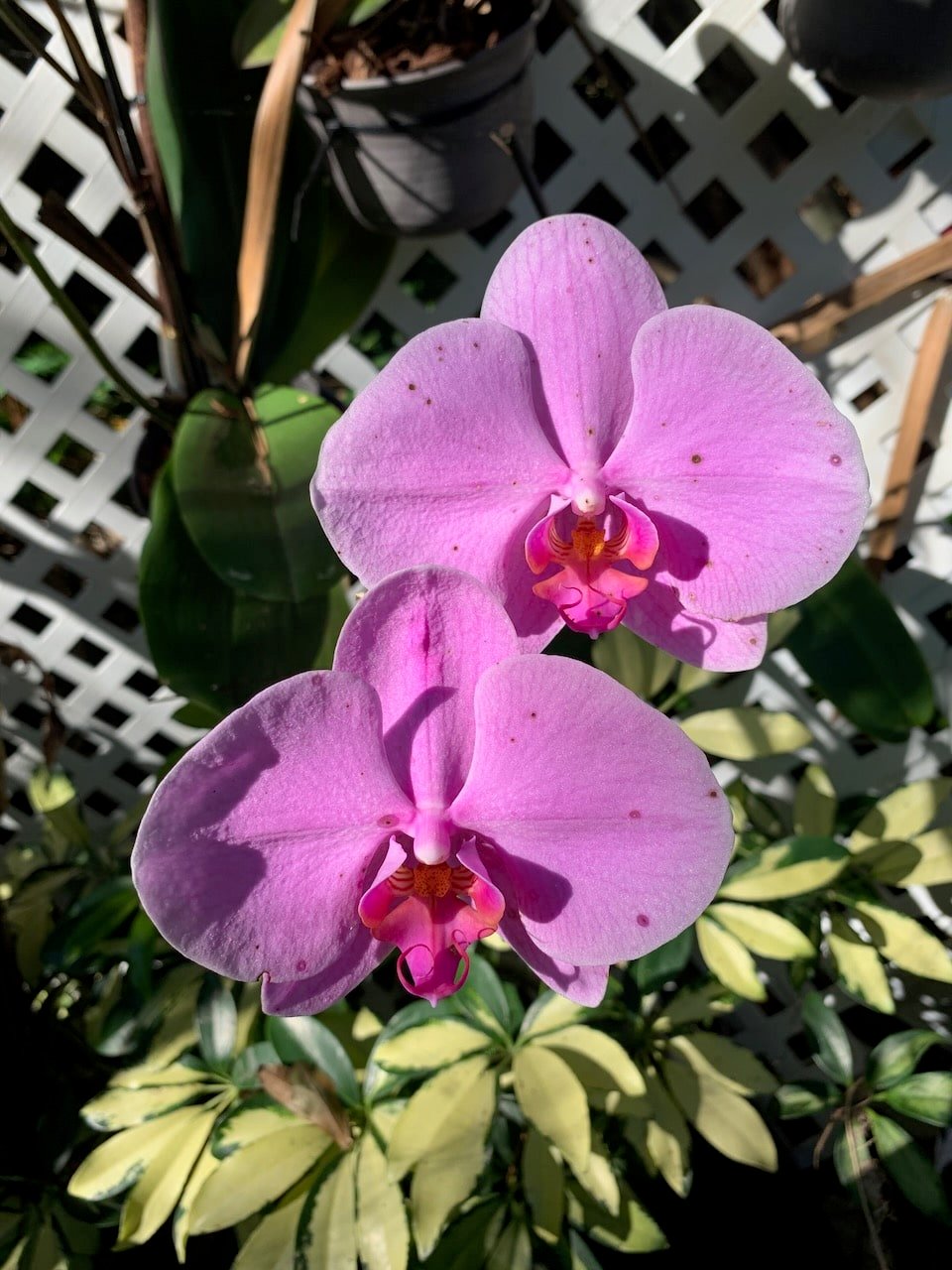 Phu's Orchids Gardens of Sunsport